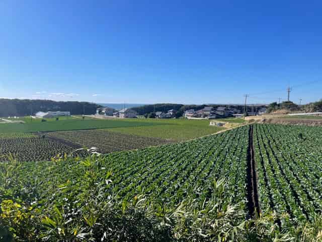駐車場から見えるキャベツ畑と太平洋