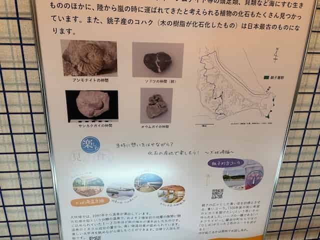 アンモナイトの仲間の化石などが見つかる