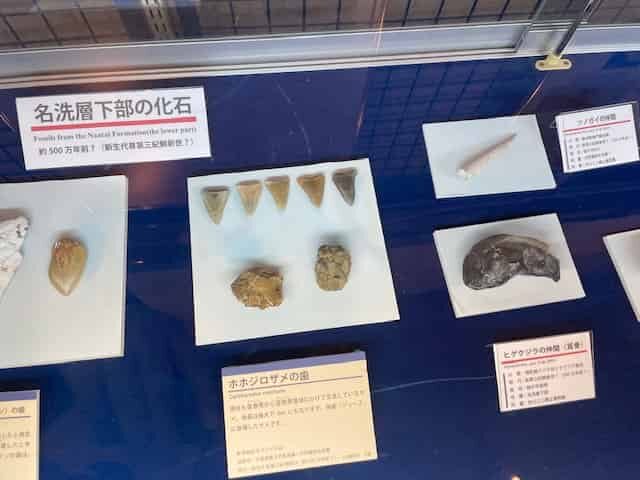 ホホジロザメの歯の化石