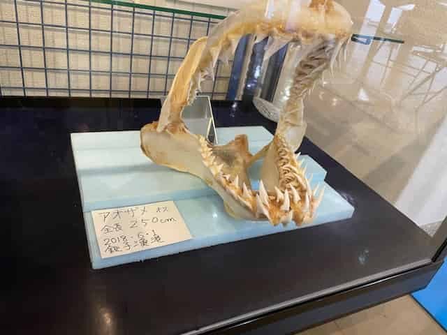 巨大なアオザメのオスの標本