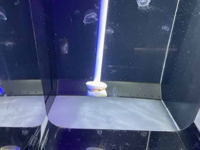 クラゲ水槽の掃除風景