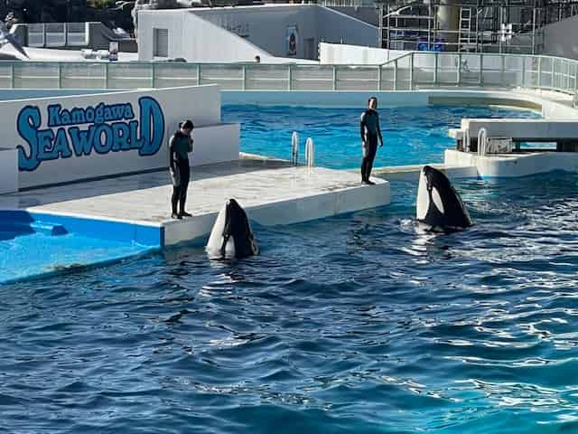 シャチパフォーマンス開始