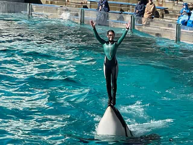 シャチパフォーマンスの飼育員さんのきめポーズ
