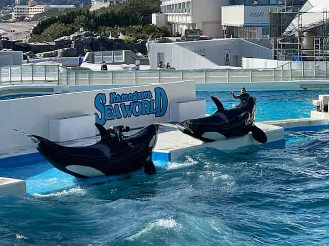 シャチパフォーマンス最後のきめポーズ