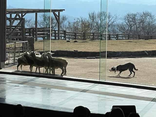 牧羊犬がヤギを目力だけで誘導
