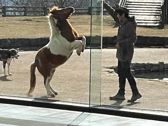 ポニーとロッキーが2足歩行の大技を披露