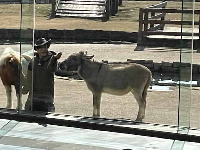 ロバのロバート