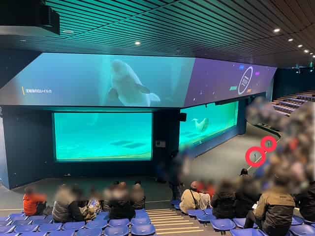 ベルーガのパフォーマンスのカメラの設置場所