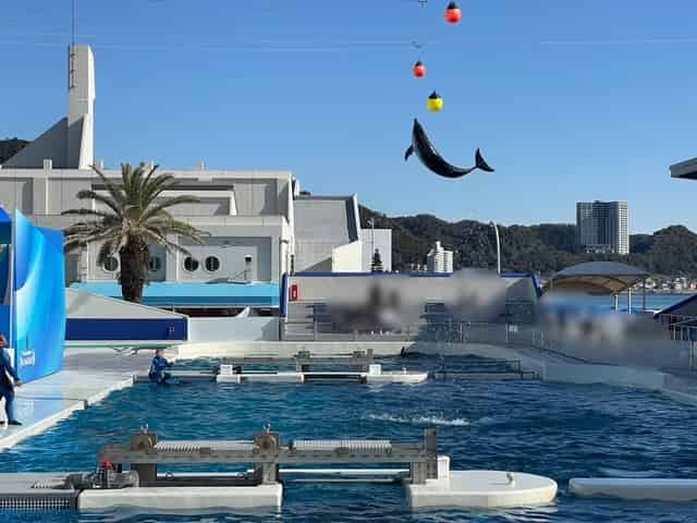 イルカの大技のハイジャンプ