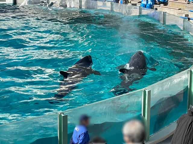 シャチパフォーマンス開始前の泳ぐシャチの後ろ姿