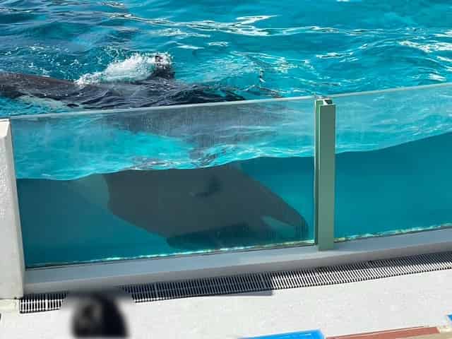 シャチパフォーマンス前の優雅に泳ぐシャチ