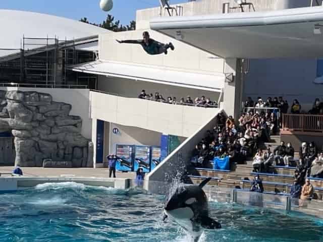 シャチパフォーマンスの大ジャンプ