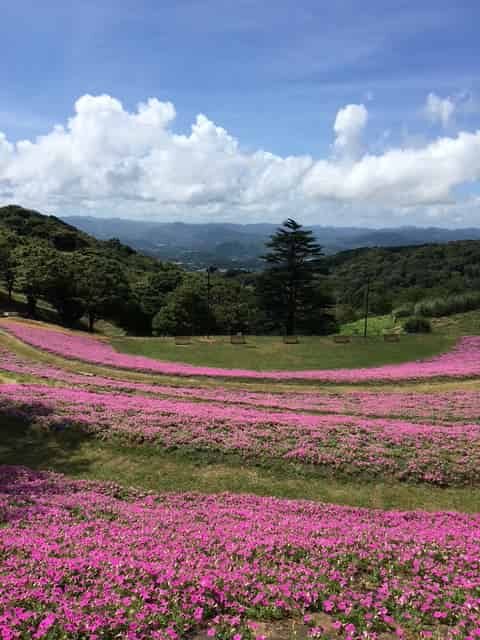 マザー牧場のピンク色のじゅうたん
