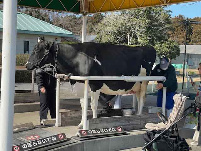 ホルスタインで搾乳