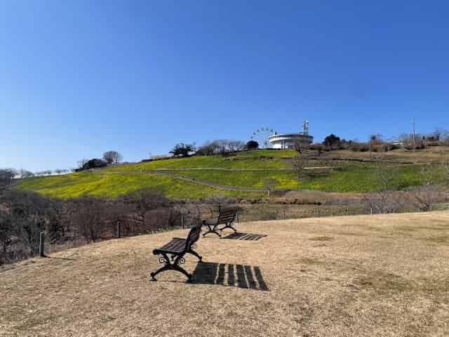 菜の花が少しずつ黄色く