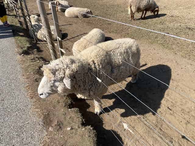 糸状のフェンスに毛が絡む羊