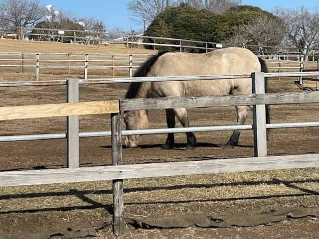 牧場の馬