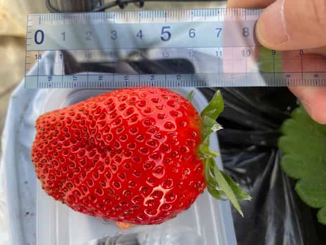 かおり野の大きさ