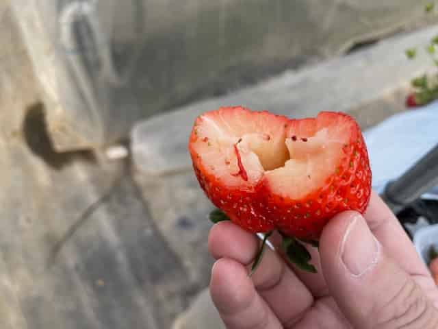 かおり野の中身