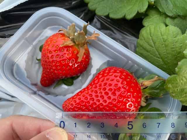 さつまおとめの大きさ