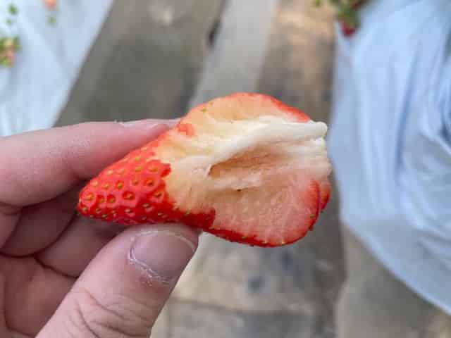 さつまおとめの中身