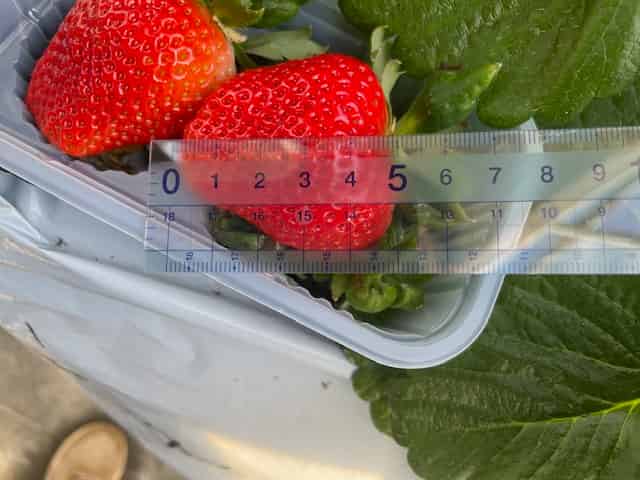 恋みのりの大きさ