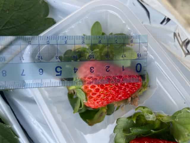 紅ほっぺの大きさ