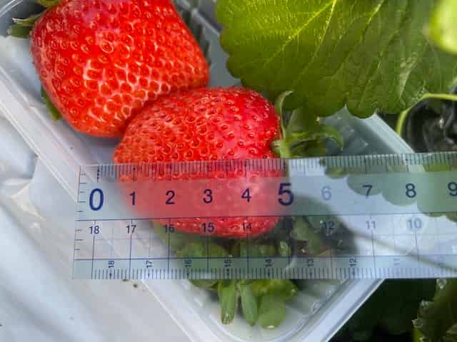 みくのかの大きさ