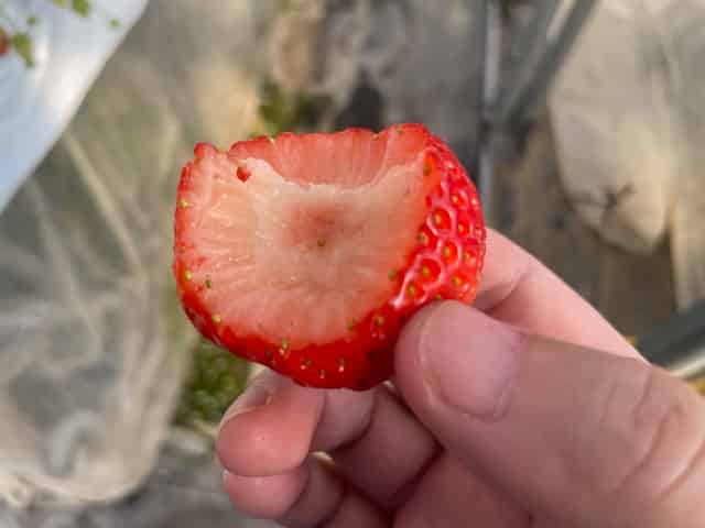 ほしうららの中身