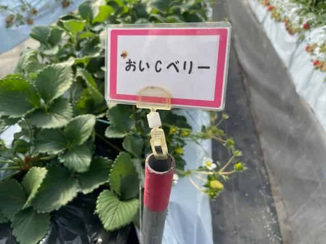 おいCベリーの列