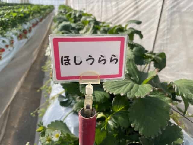 ほしうららの列