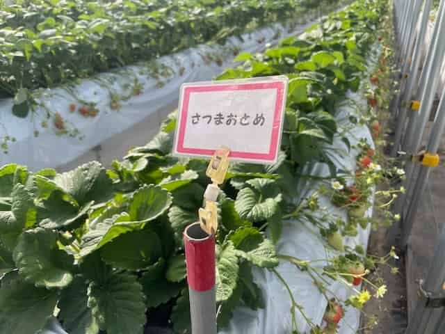 さつまおとめの列