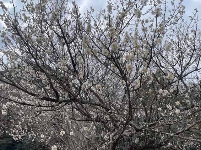 さくら？（iPhoneの写真アプリによると）