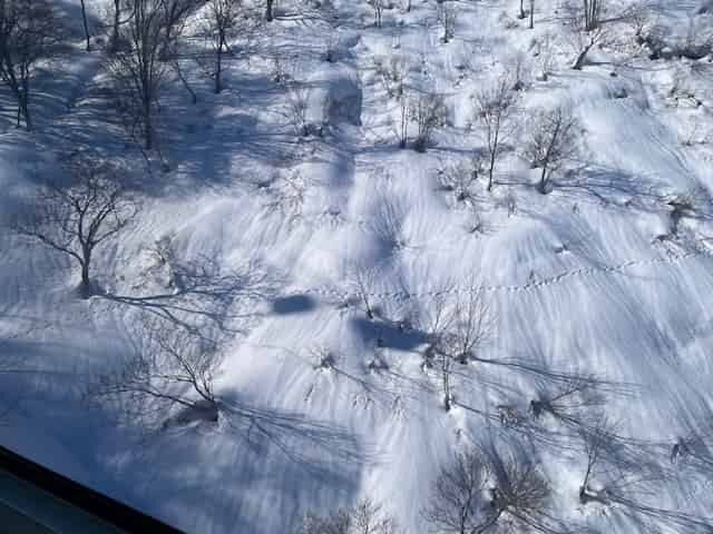 ニホンカモシカの足跡